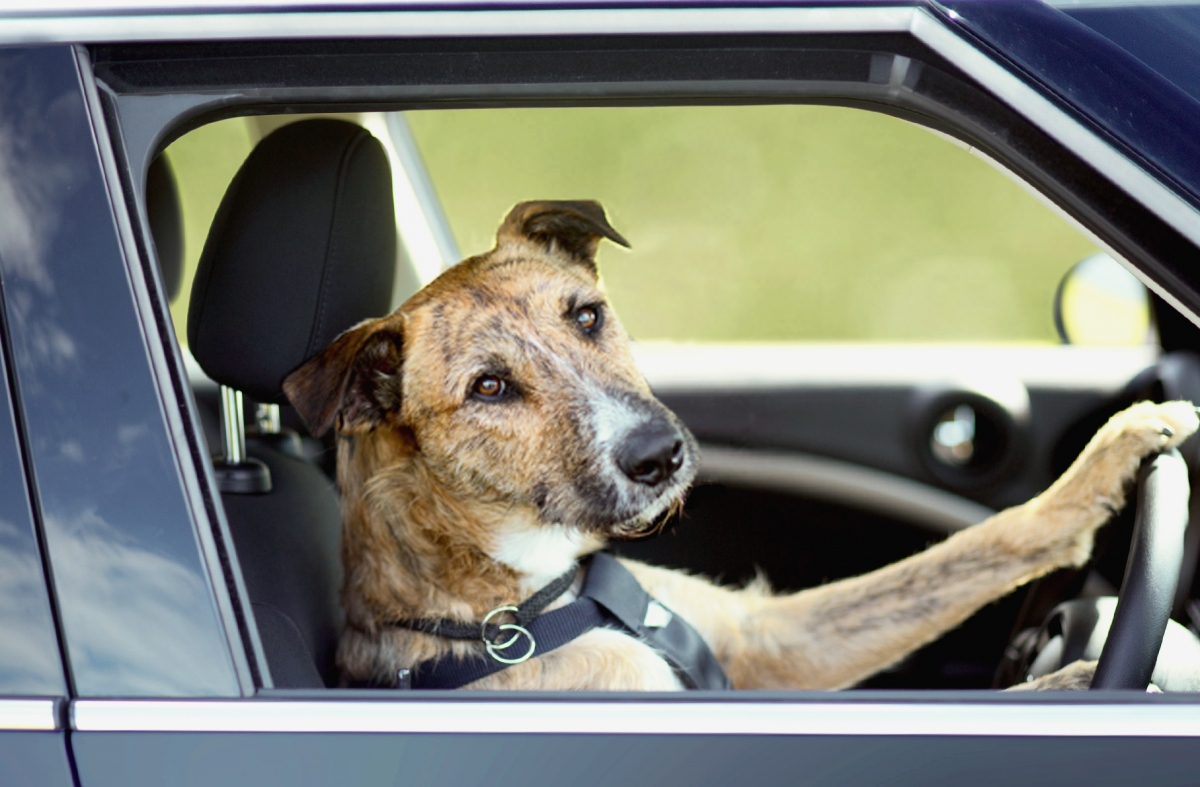 Dronkenman vertelt agent dat zijn hond hem naar winkel reed Autofans