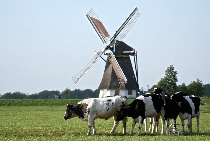 koeien-op-het-veld-met-windmolens