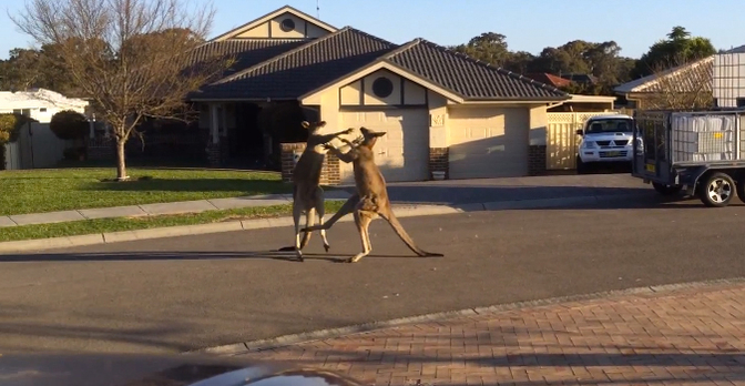 kangoeroevechten