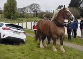 Video Horse pulls car