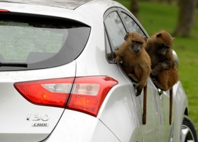 Hyundai-i30-Monkeys-1[2]