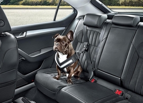  skoda-dog-options