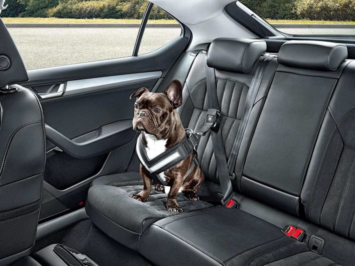 skoda-dog-options_01