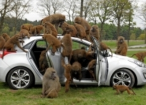 Hyundai i30 wordt aangevallen door 40 bavianen