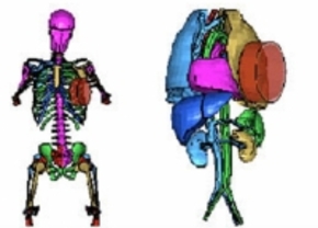 Ford ontwikkelt virtueel dummie-kind voor crash tests