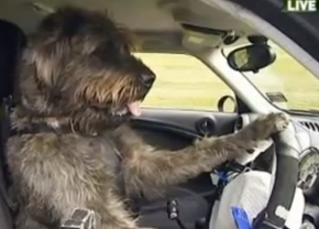 Hond achter het stuur van de Mini Countryman